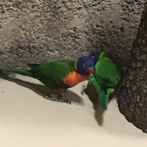 Meet your Posher, Sherizah